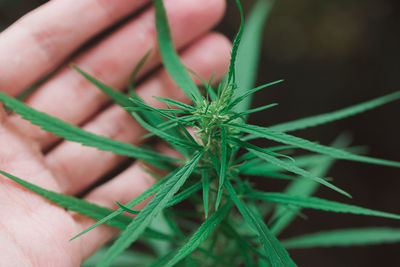 Close-up of hands touching medical cannabis plants