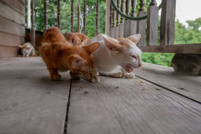 Cats resting on footpath