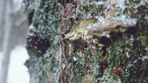 Close-up of ant on tree trunk