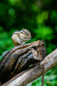 Close-up of squirrel on tree