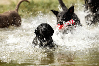 Dog in water