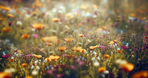 Close-up of purple flowering plants on field