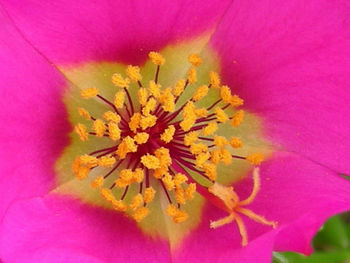 Close-up of pink flower