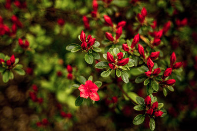 Red flowers