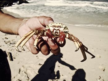 Close-up of cropped hand holding crab at beach during sunny day