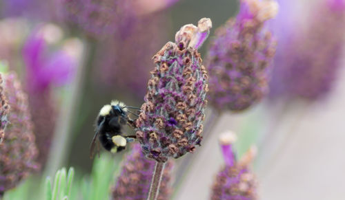 Close-up of bumblebee on lavender