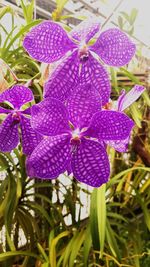 Close-up of purple flowering plants