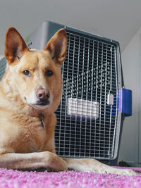 Close-up of dog by pet carrier at home