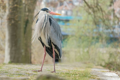 Gray heron on a field