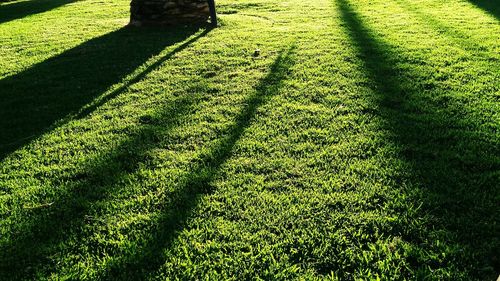 Trees on field