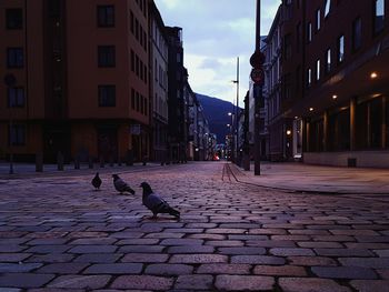 Birds on street in city against sky