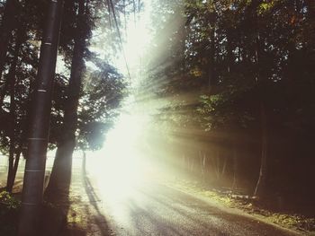 Sun shining through trees