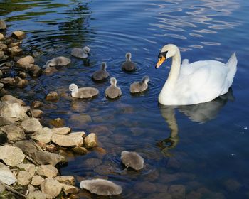 High angle view of swans swimming in lake