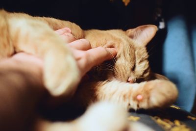Close-up of hand touching cat