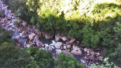 High angle view of rocks and trees in forest