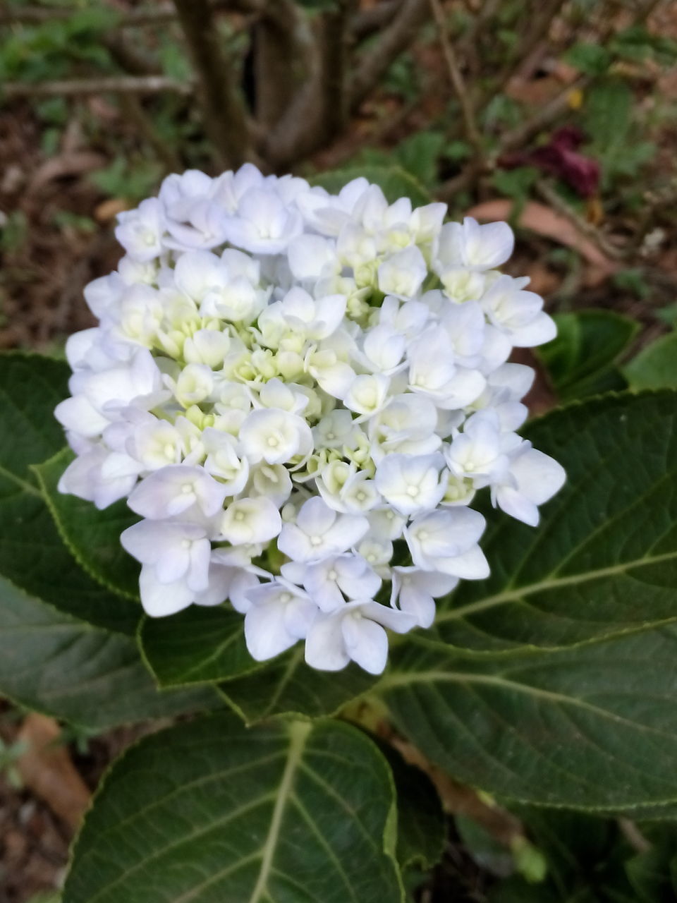 CLOSE-UP OF WHITE FLOWERS