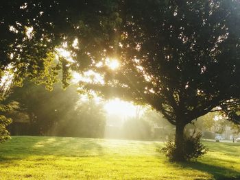 Sun shining through trees