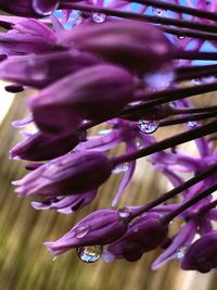 Close-up of purple flower