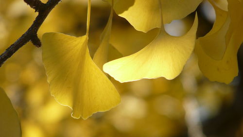 Close-up of yellow flowering plant