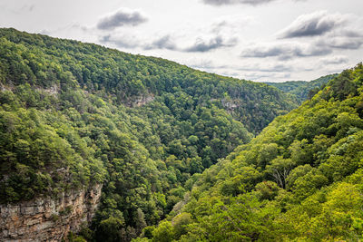 Scenic view of forest against sky