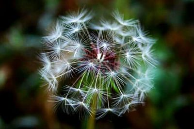 Close-up of dandelion