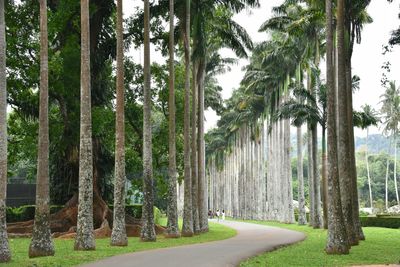 Road amidst palm trees in park against sky