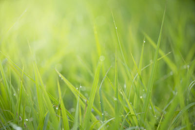 Full frame shot of wet grassy field during rainy season