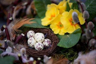 High angle view of quail eggs in nest