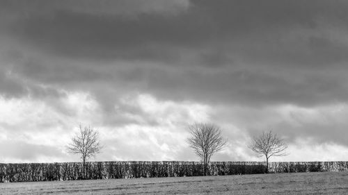 Trees on field against cloudy sky