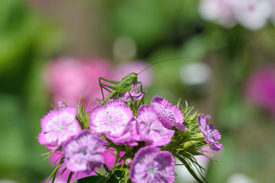 Close-up of insect on flower