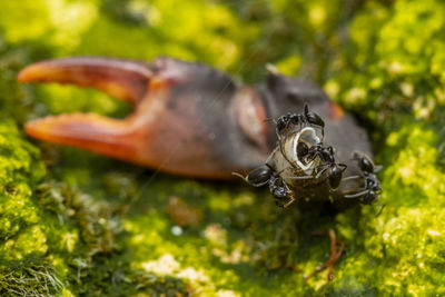 Close-up of insect on leaf