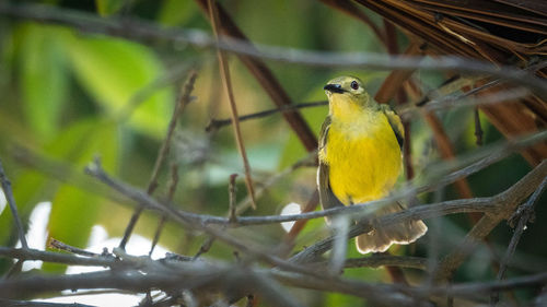 Close-up of bird perching on branch