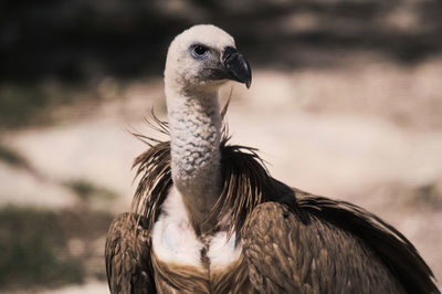 Close-up of a bird