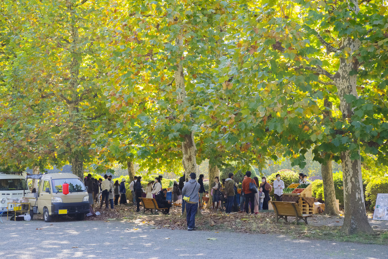 GROUP OF PEOPLE WALKING ON TREE IN CITY