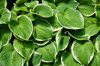 High angle view of green leaves