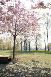 Cherry blossoms in park