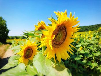 Close-up of yellow flowering plant against sky