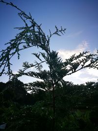 Low angle view of silhouette tree against sky