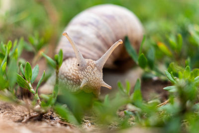 Close-up of snail on land