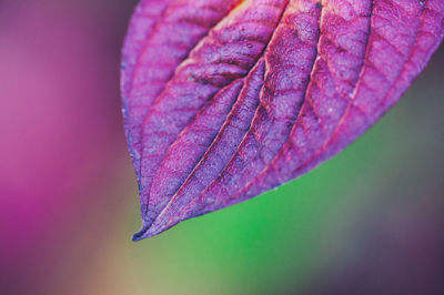 Close-up of leaf