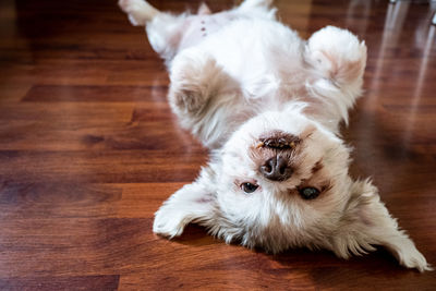 High angle view of white dog on wooden floor