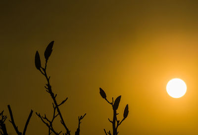 Low angle view of silhouette plants against sunset sky