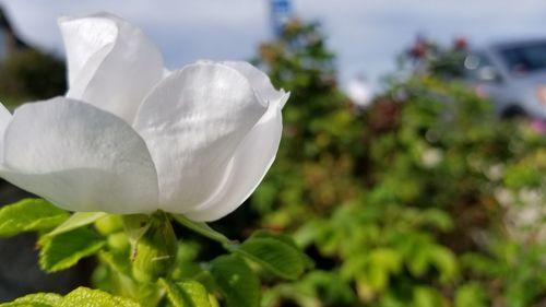 Close-up of white flowering plant