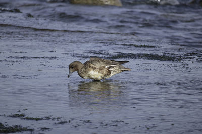 A duck swimming in sea. 