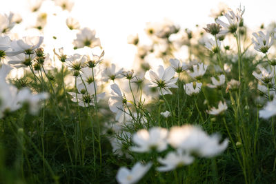Beautiful white flowers with sunset light
