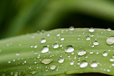 A collection of macro rain drops on a leaf after a thunder storm