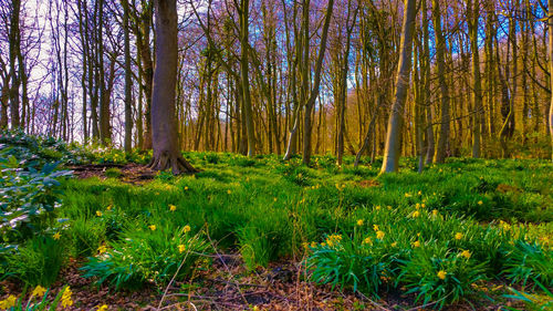 Trees in forest