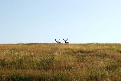 Scenic view of grassy field against clear sky