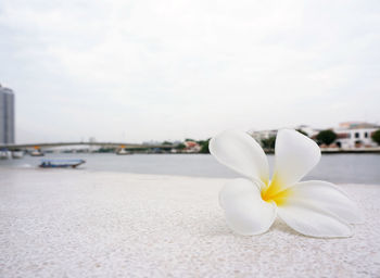 Close-up of white flower against sky