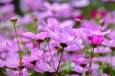 Close-up of insect on pink flowering plant
